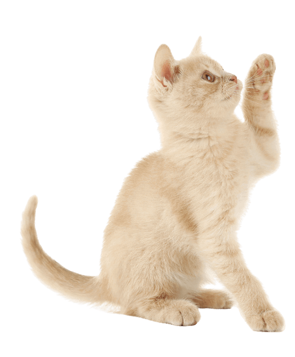 Chaton de couleur beige qui lève la patte.